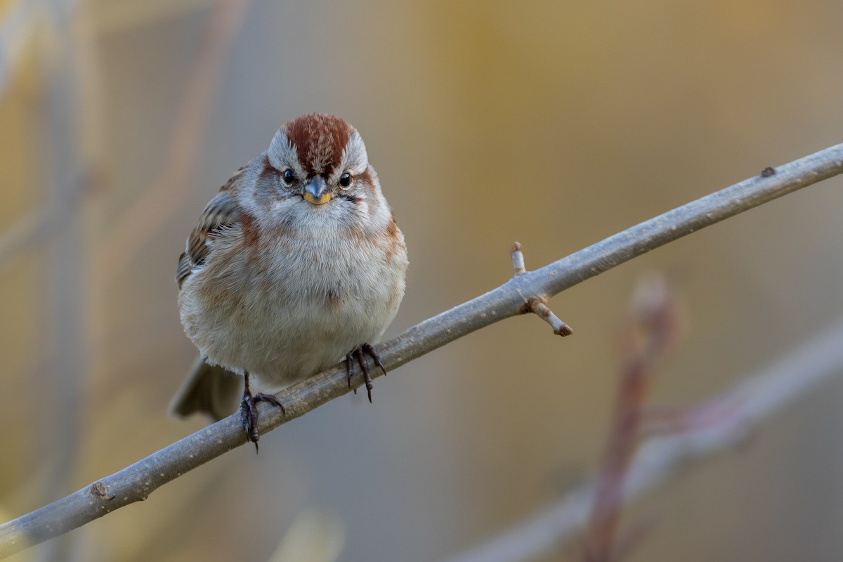 American Tree Sparrow - Rain Saulnier