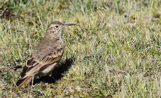  - Slender-billed Miner