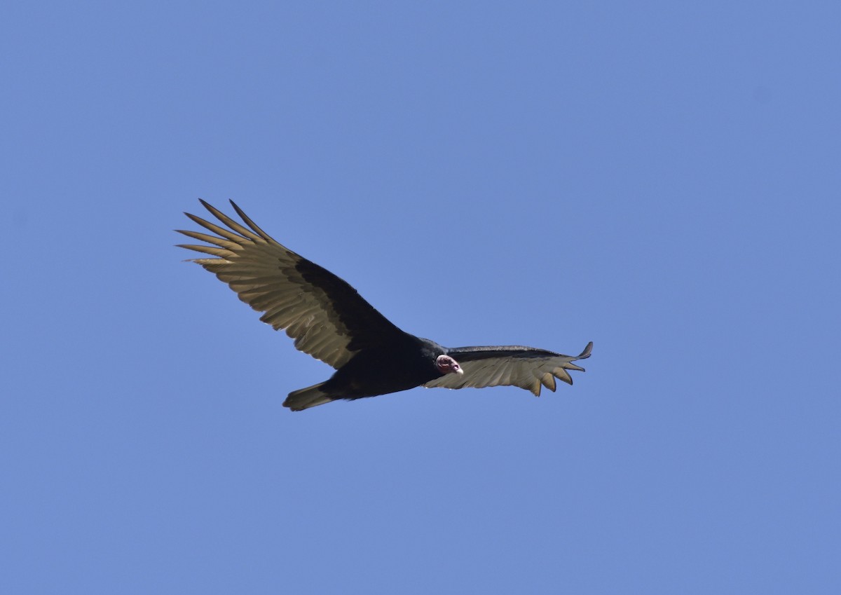 Turkey Vulture - ML610009680
