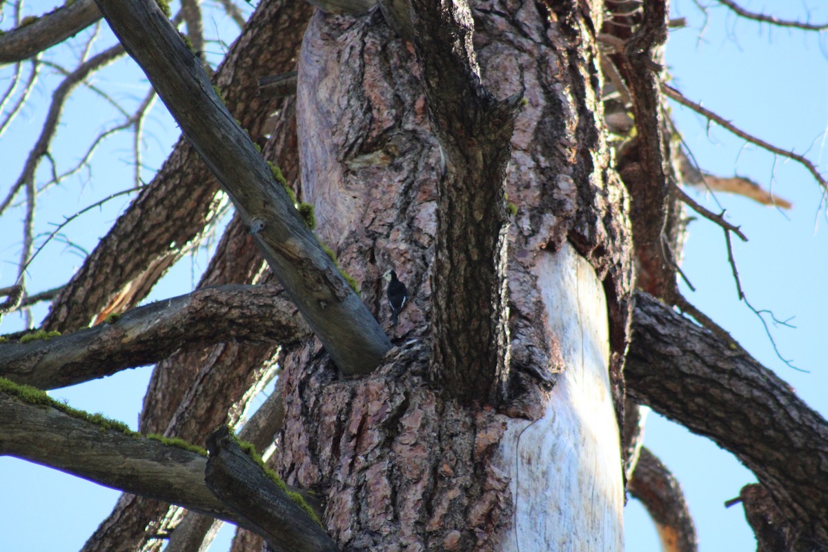 eBird Checklist - 12 Oct 2023 - Yosemite NP--Glacier Pt. - 6 species