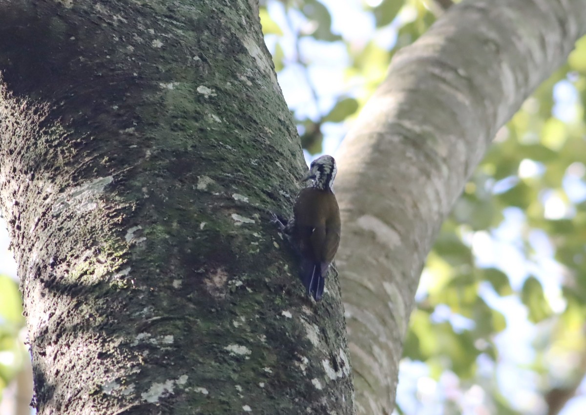 Golden-crowned Woodpecker - ML610009896
