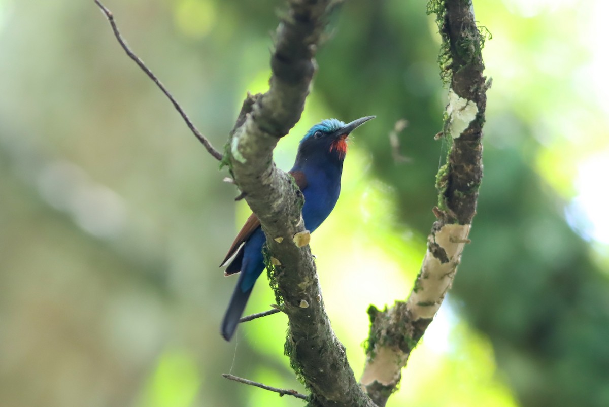 Blue-headed Bee-eater - Thomas Plath