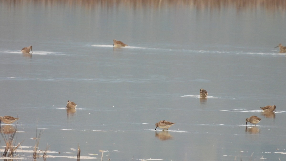 Long-billed Dowitcher - ML610010170