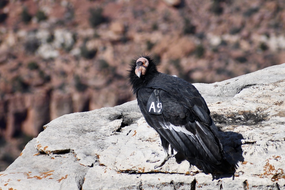 California Condor - ML610010328