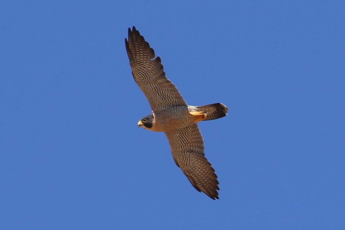 Peregrine Falcon (North American) - ML610010382