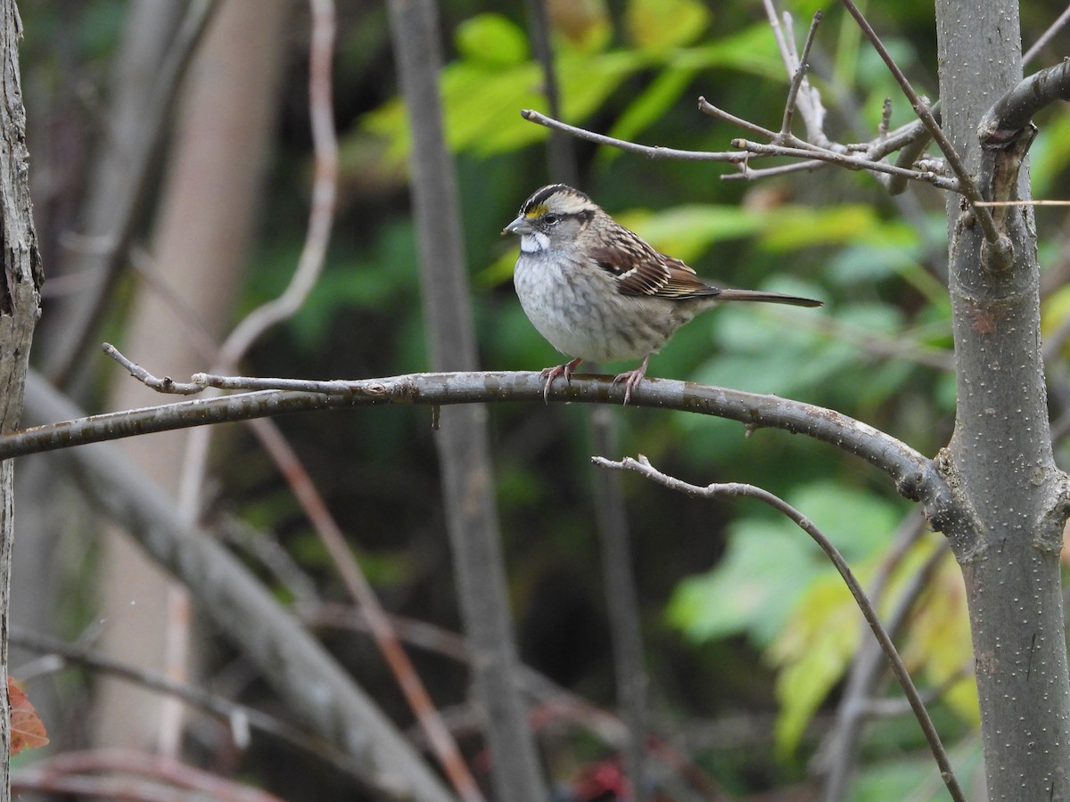 White-throated Sparrow - ML610010386