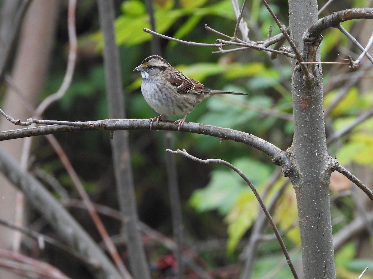 White-throated Sparrow - ML610010387