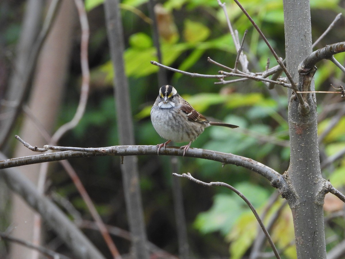 White-throated Sparrow - ML610010389