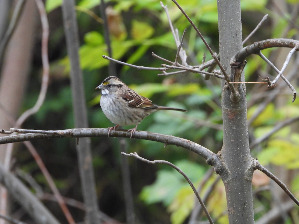 White-throated Sparrow - ML610010390