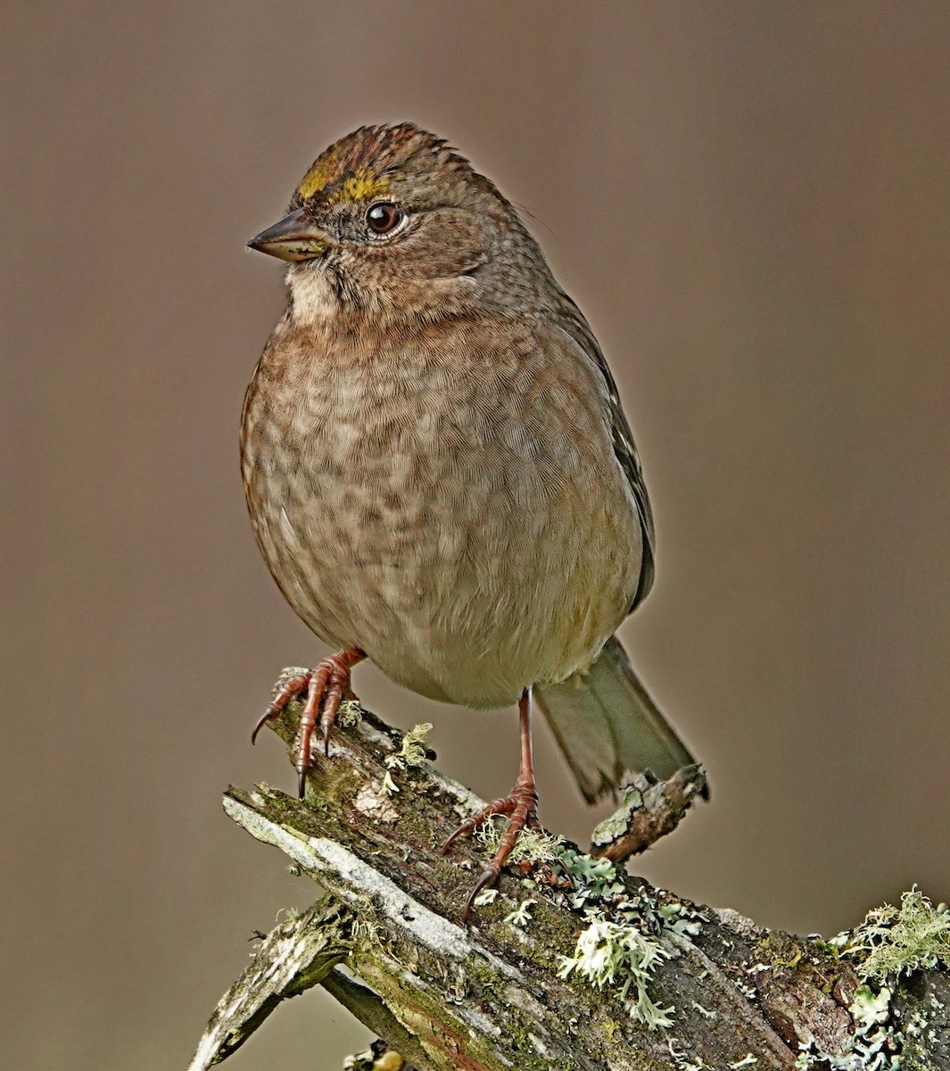 Golden-crowned Sparrow - Hank Heiberg