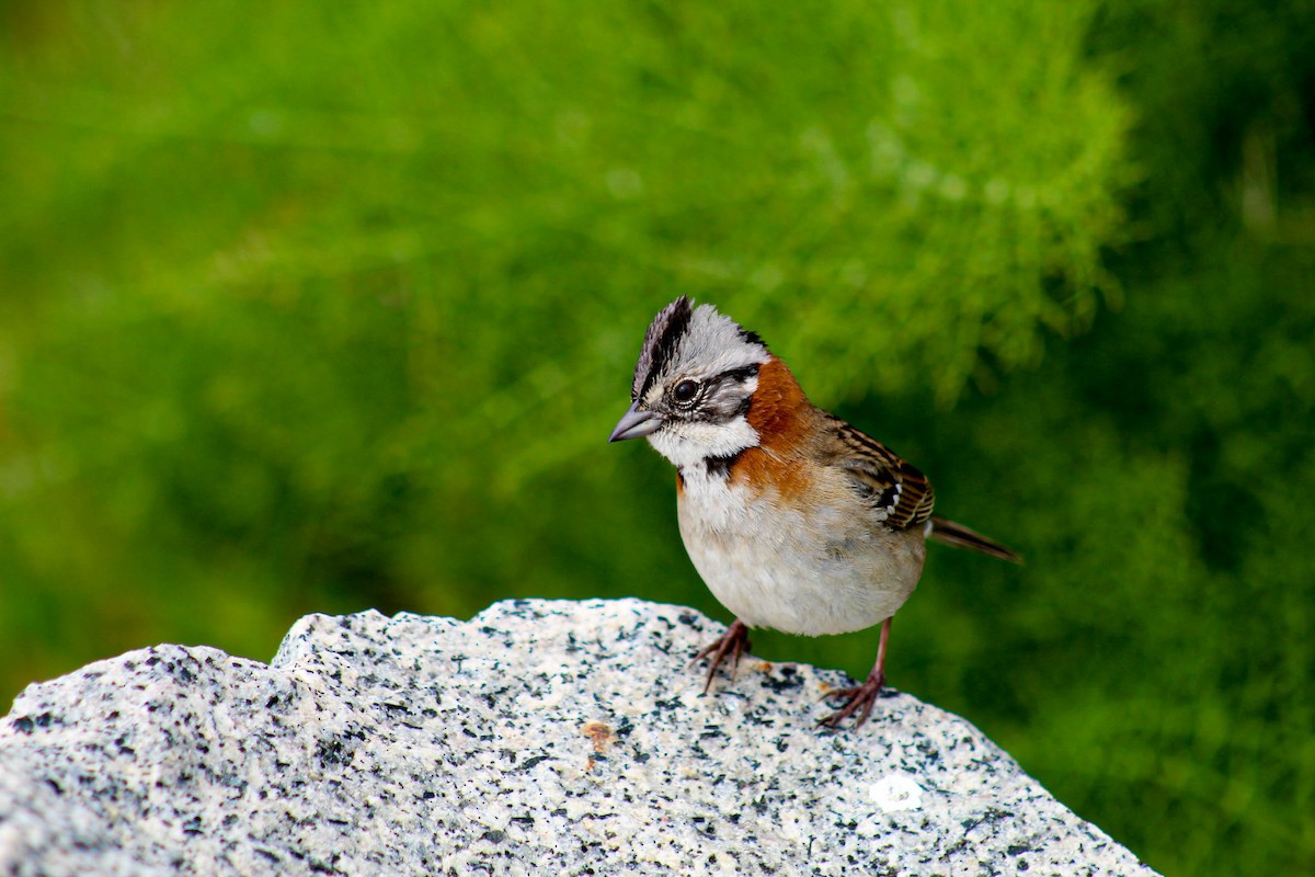 Rufous-collared Sparrow - ML610010971