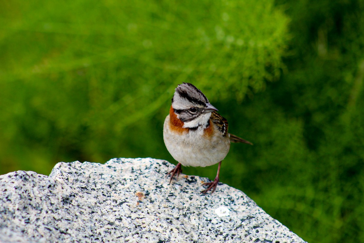 Rufous-collared Sparrow - ML610010972