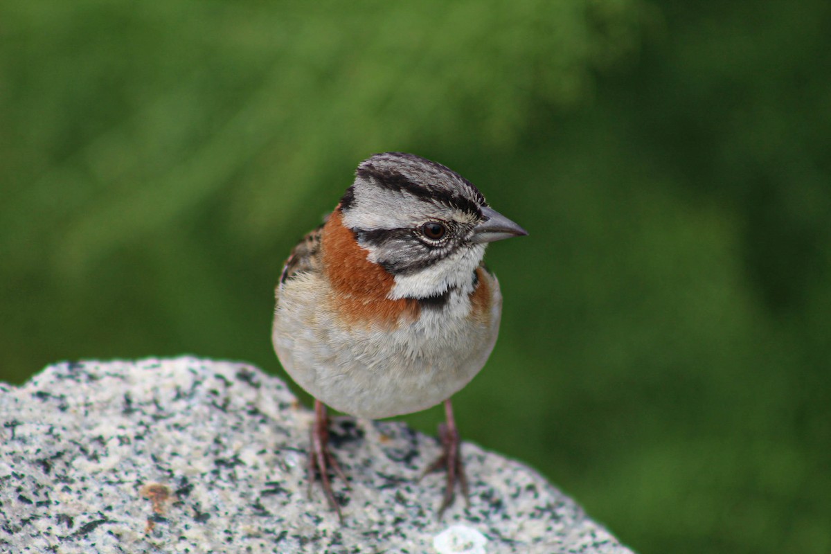 Rufous-collared Sparrow - ML610010973
