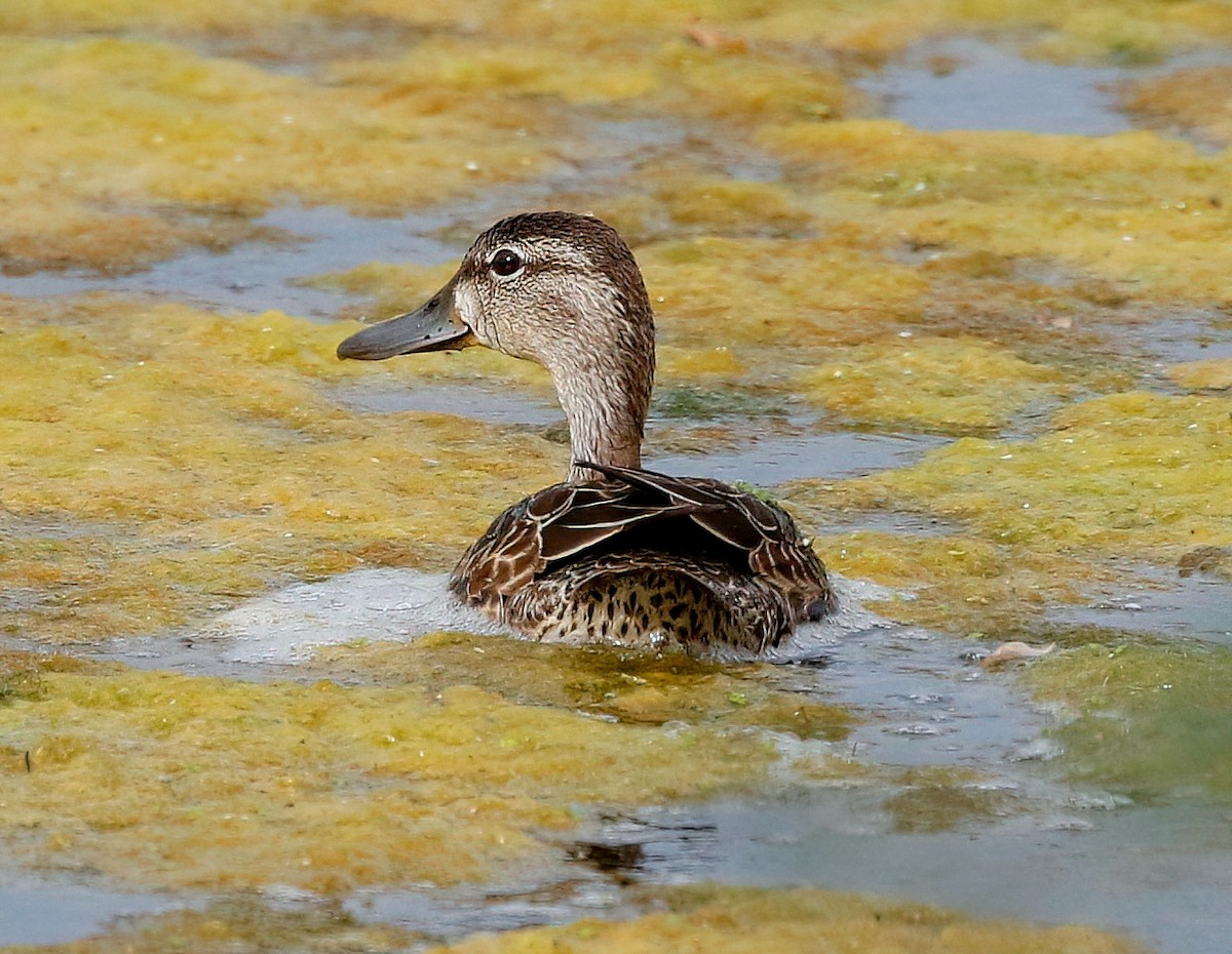 Blue-winged Teal - ML610012391