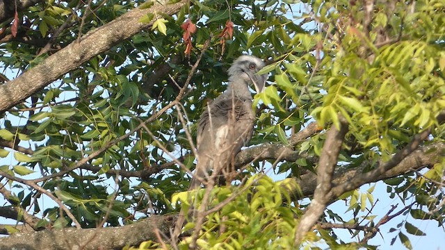Indian Gray Hornbill - ML610012531