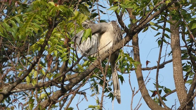 Indian Gray Hornbill - ML610012550