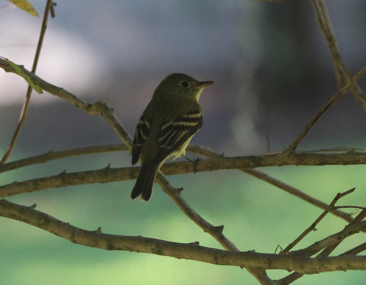 eBird Checklist 15 Oct 2023 Mead Botanical Gardens 35 species (+1