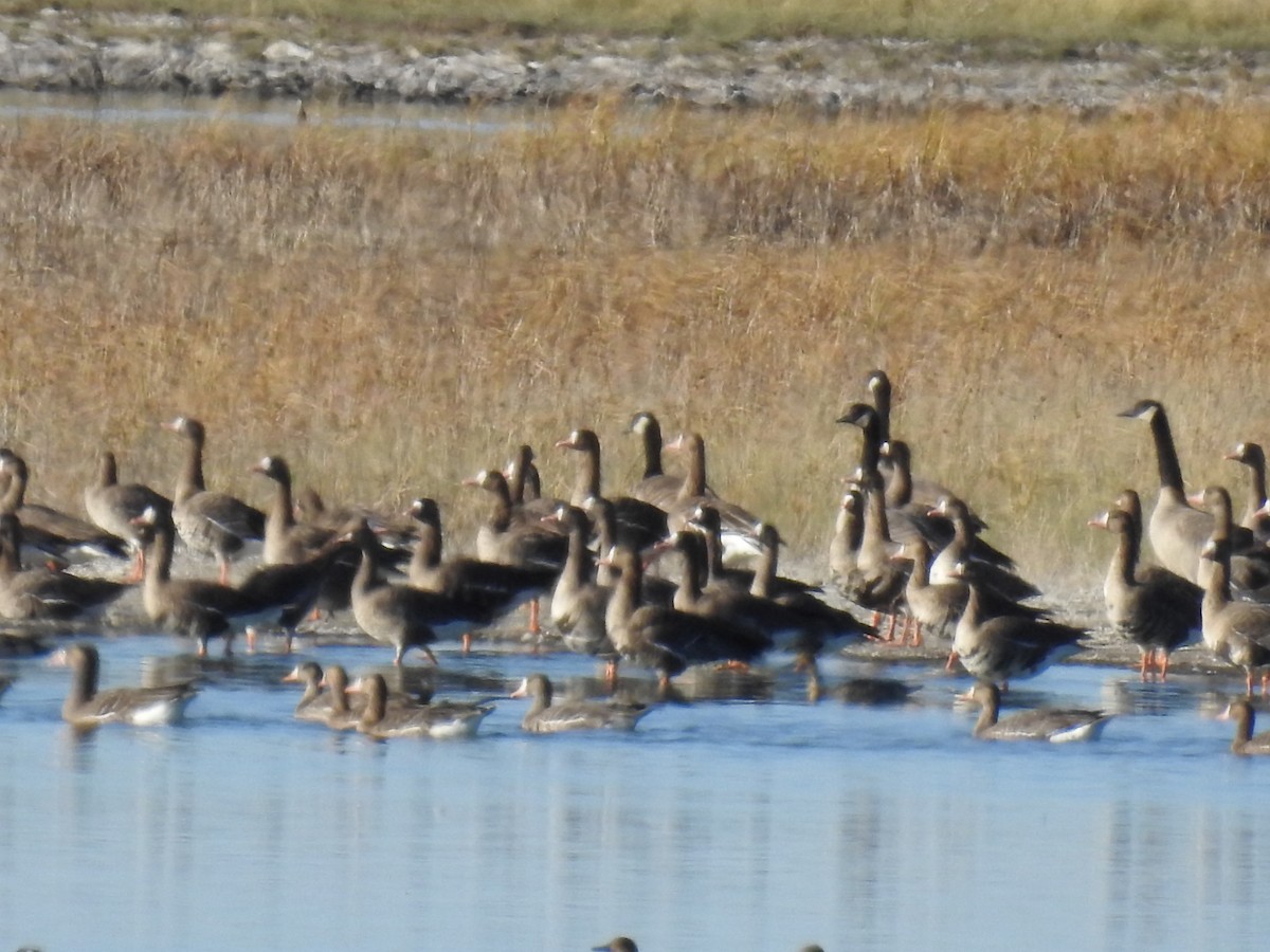 Greater White-fronted Goose - ML610012878