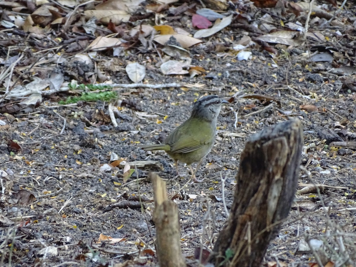 Green-backed Sparrow - ML610012938