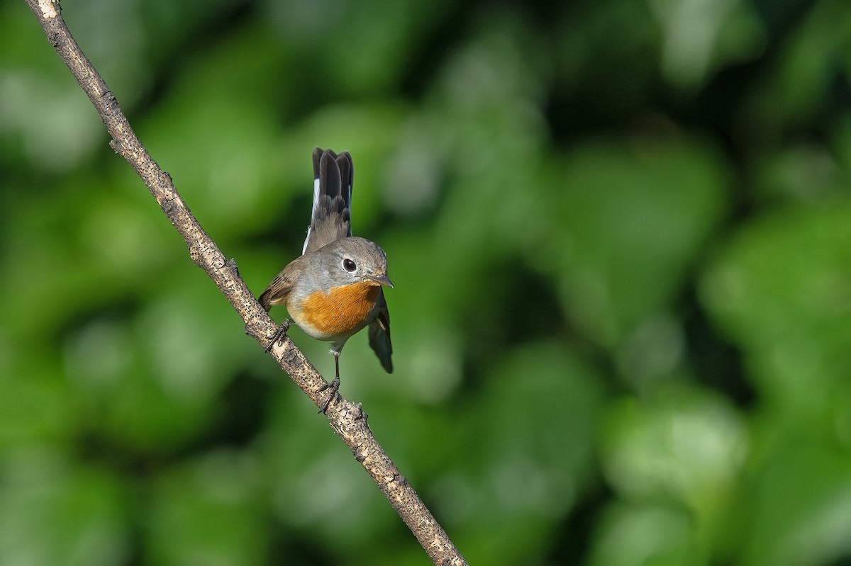 Red-breasted Flycatcher - ML610012987