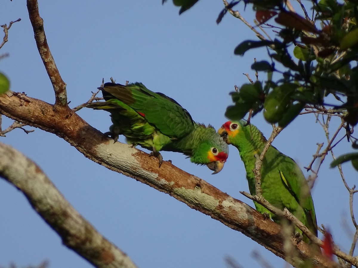 Red-lored Parrot - ML610013252