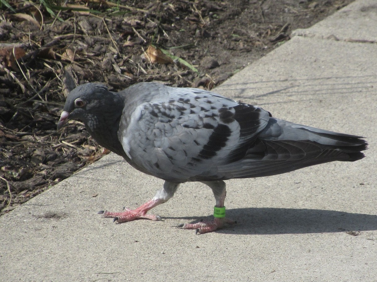Rock Pigeon (Feral Pigeon) - ML610013742