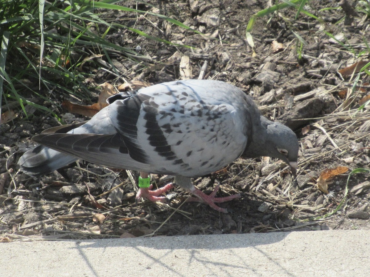 Rock Pigeon (Feral Pigeon) - ML610013743