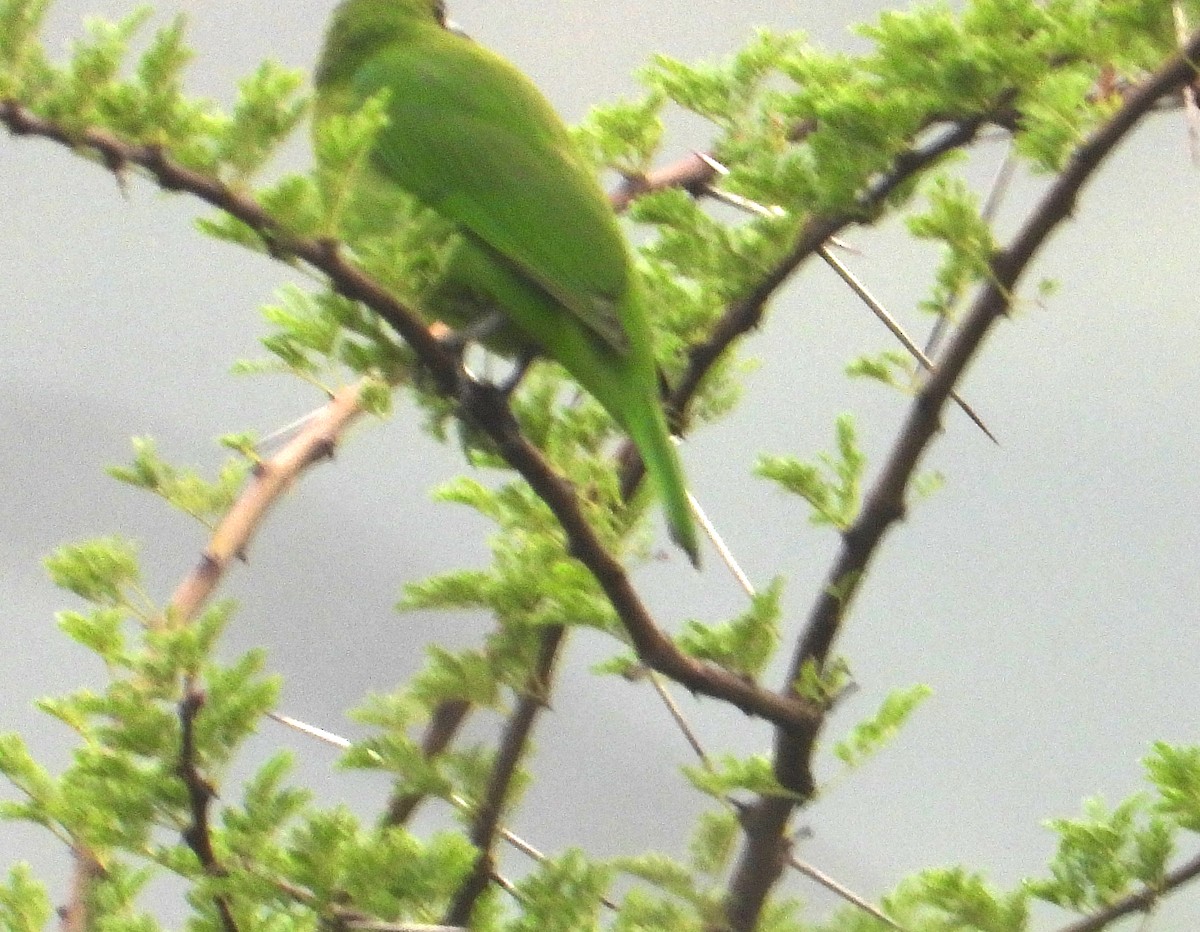 Jerdon's/Golden-fronted Leafbird - Ananth Kaitharam