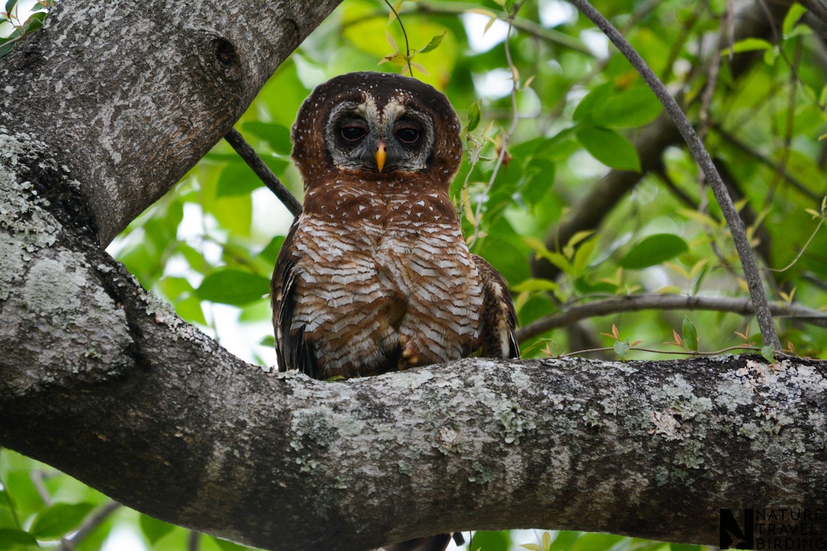 African Wood-Owl - ML610014166