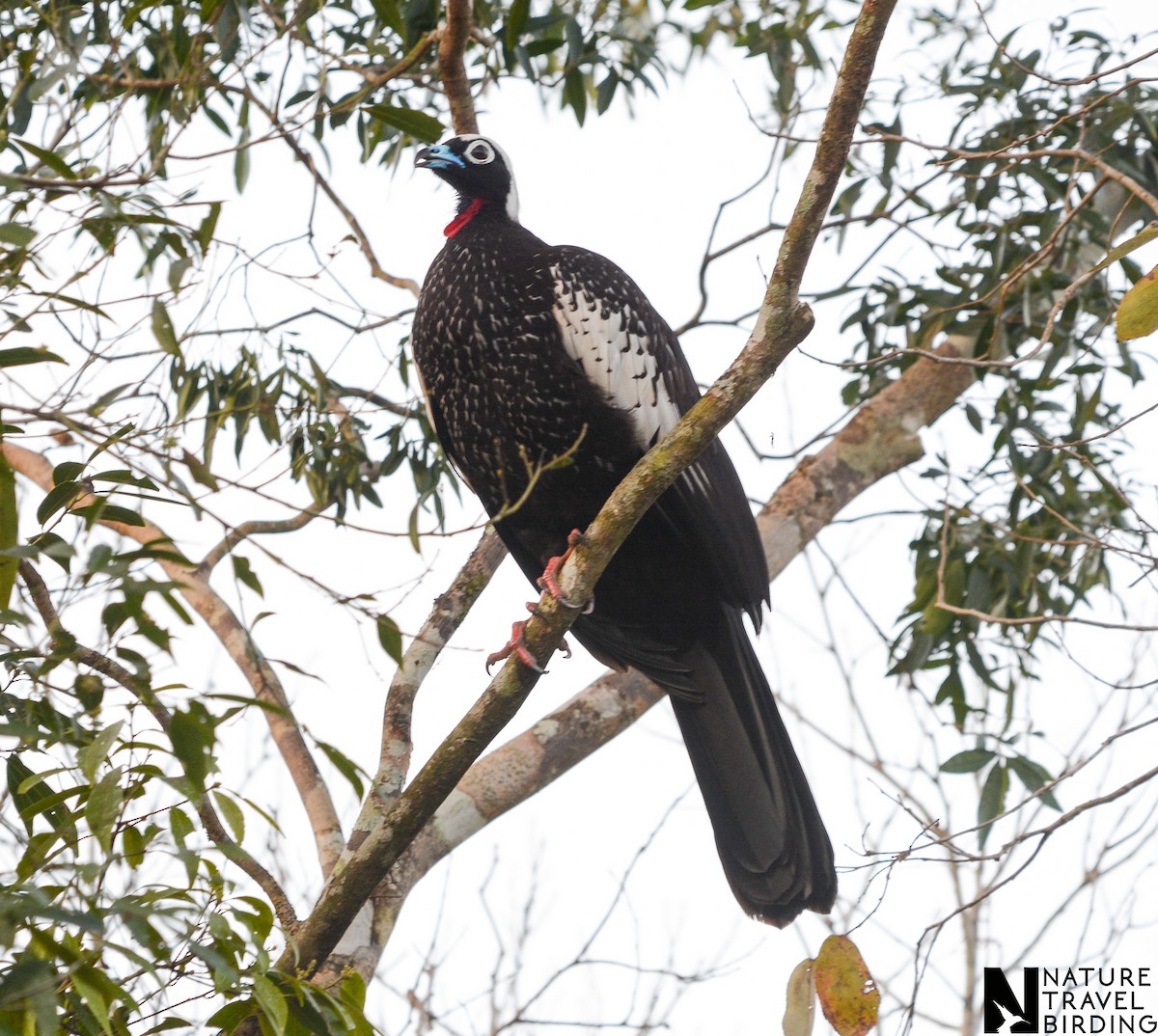 Black-fronted Piping-Guan - ML610014367