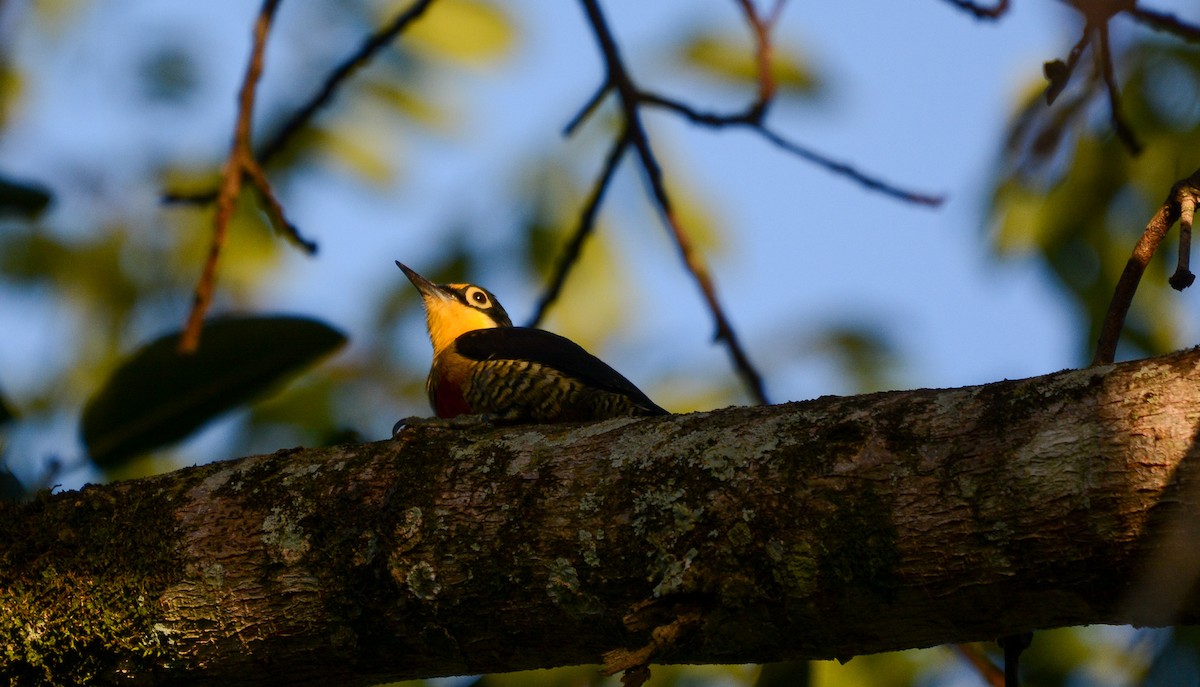 Yellow-fronted Woodpecker - ML610014427