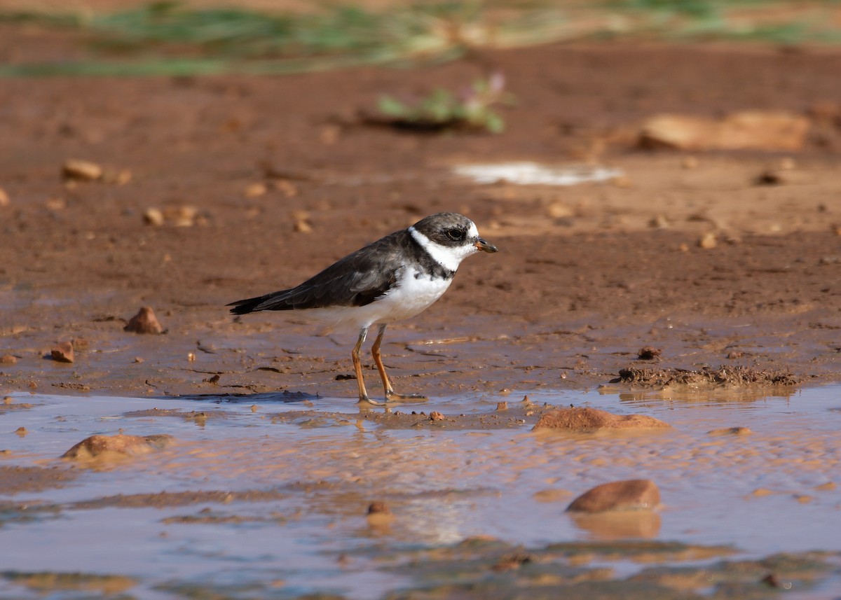 Semipalmated Plover - ML610014467