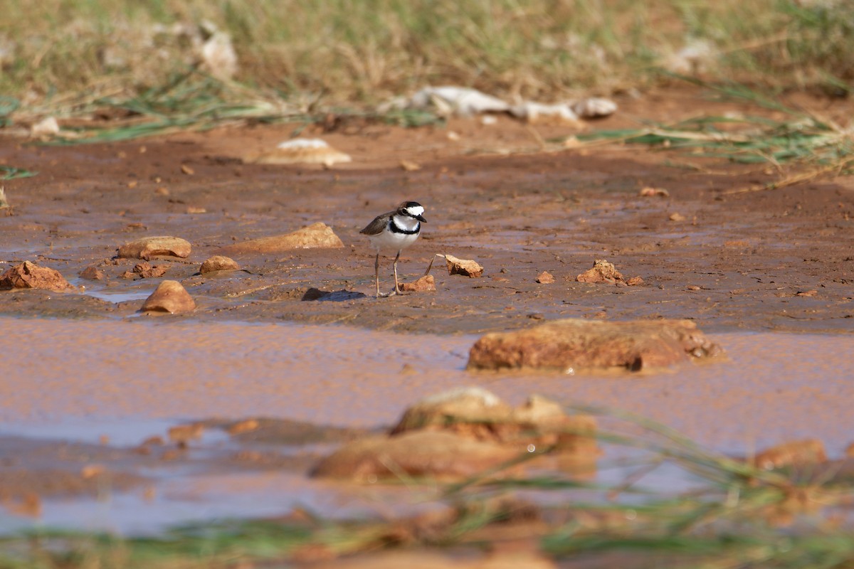 Collared Plover - ML610014477