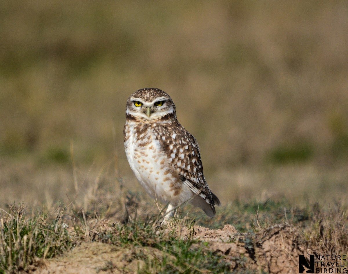 Burrowing Owl - ML610014478