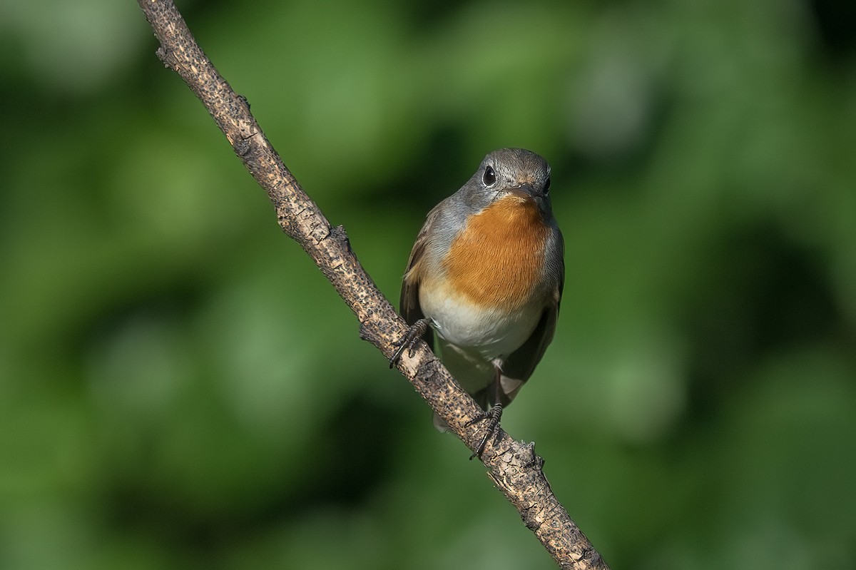 Red-breasted Flycatcher - ML610014751