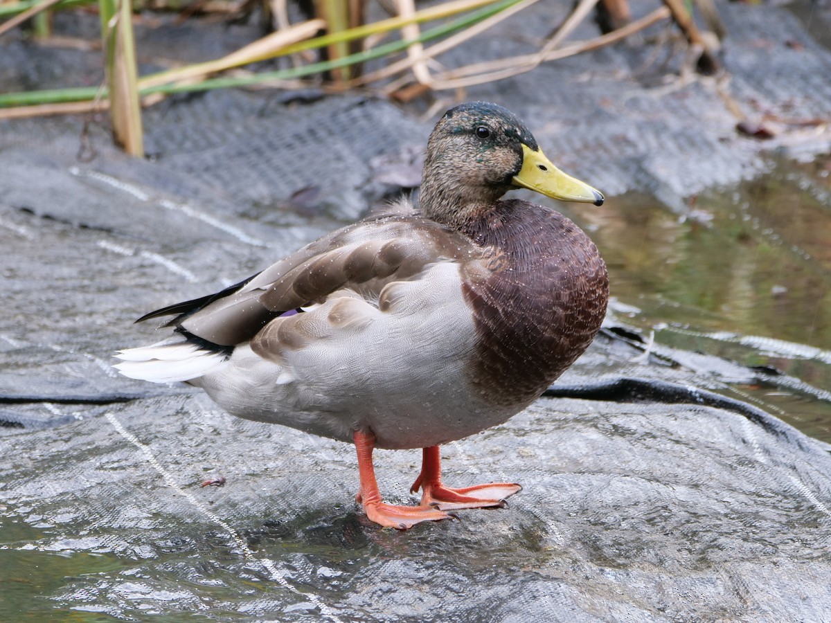 eBird Checklist - 15 Oct 2023 - 横浜市--三ツ池公園 (Yokohama--Mitsuike Park ...