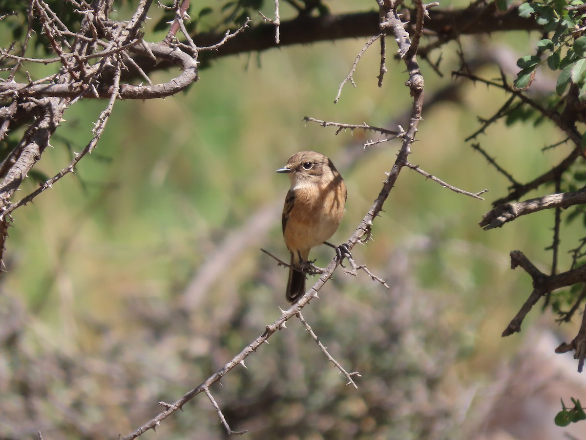 African Stonechat - ML610015421
