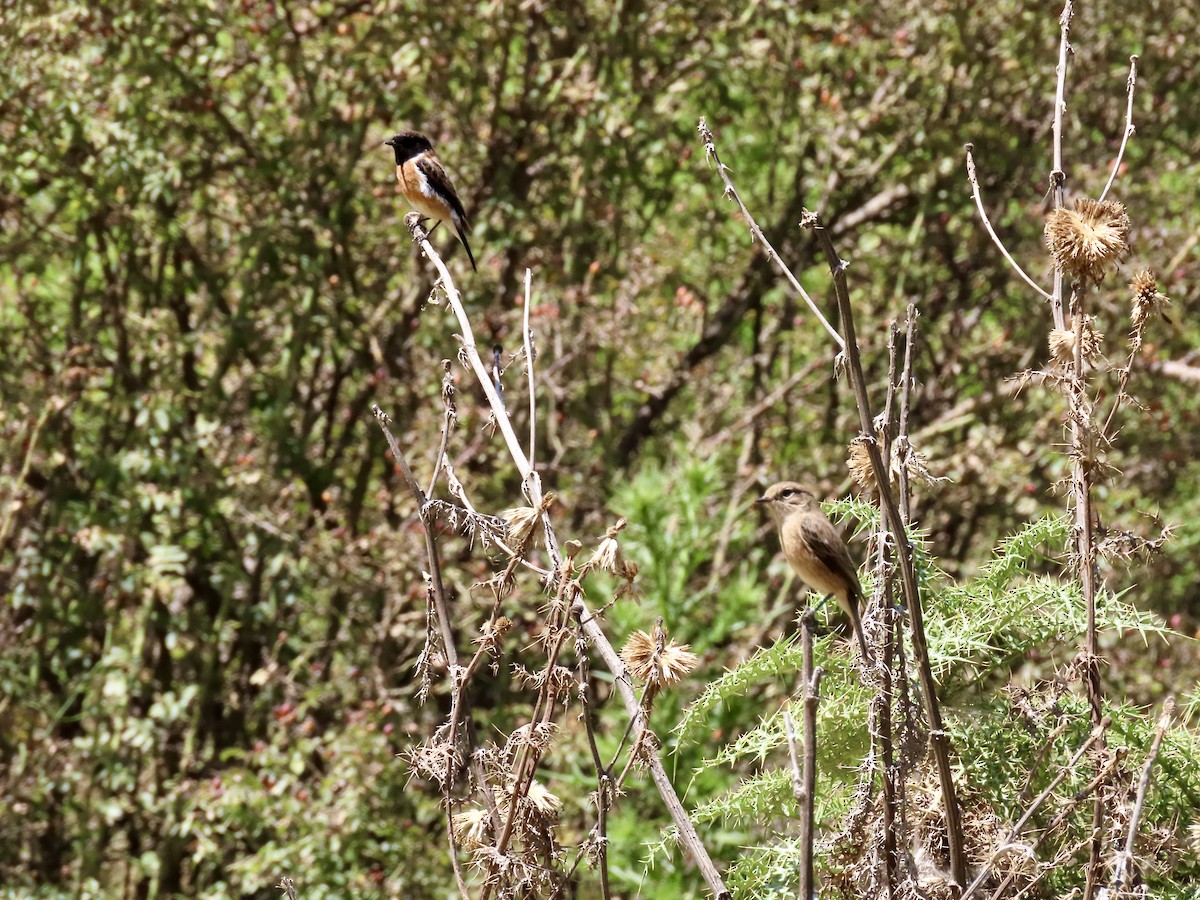 African Stonechat - ML610015422