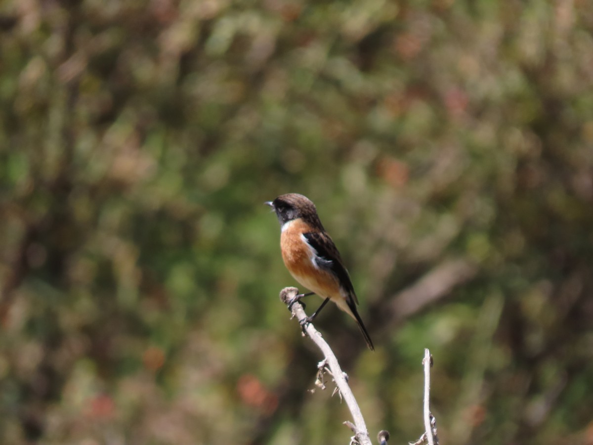 African Stonechat - ML610015423