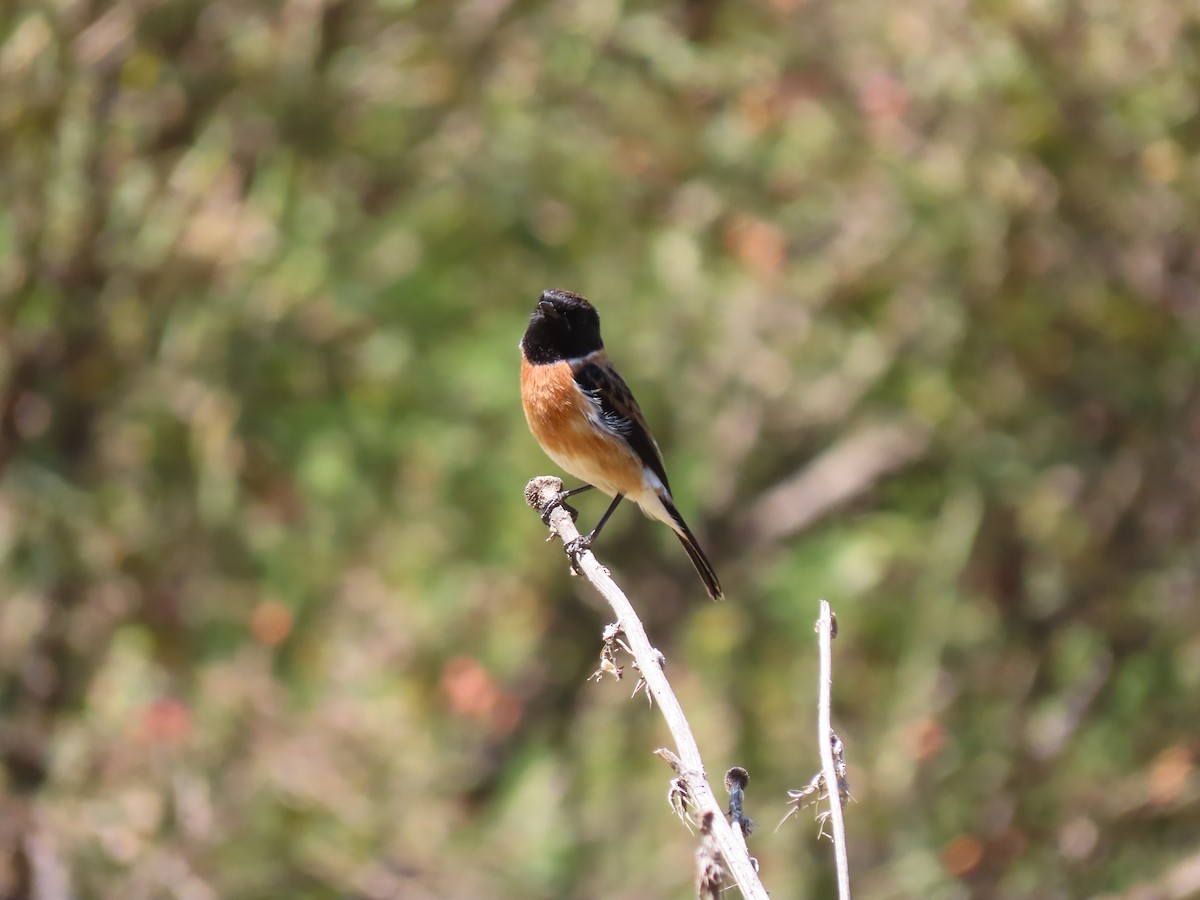 African Stonechat - ML610015424