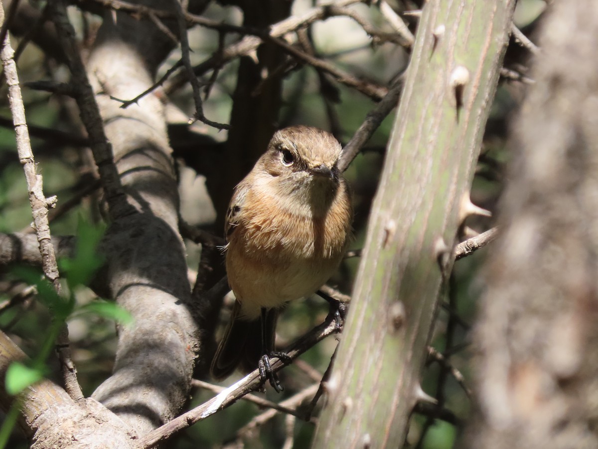 African Stonechat - ML610015425