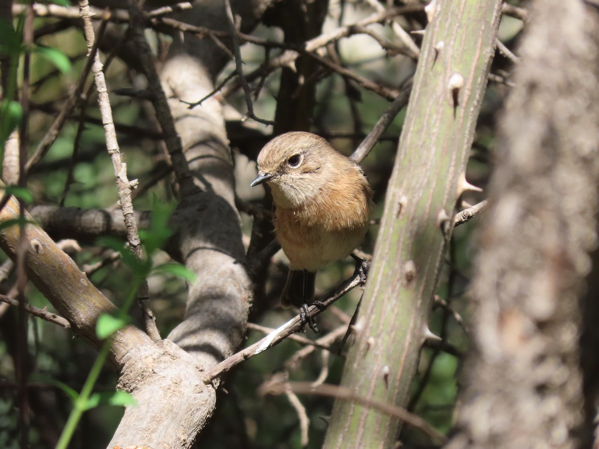 African Stonechat - ML610015428