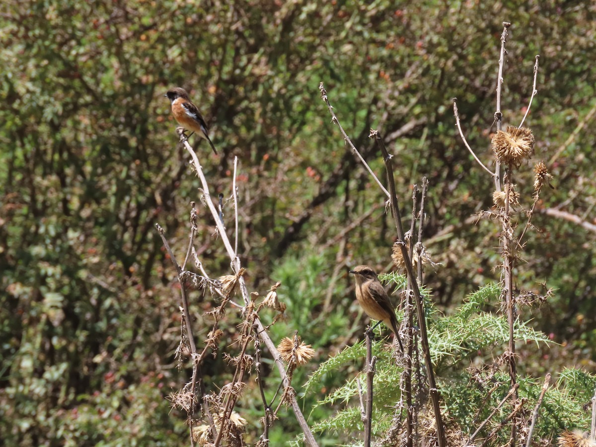 African Stonechat - ML610015429