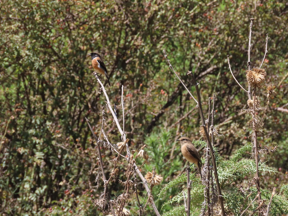 African Stonechat - ML610015430