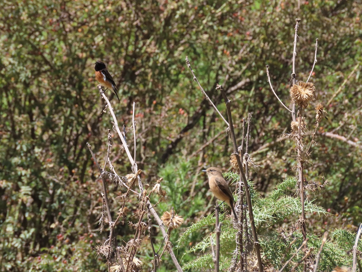 African Stonechat - Gregory Askew