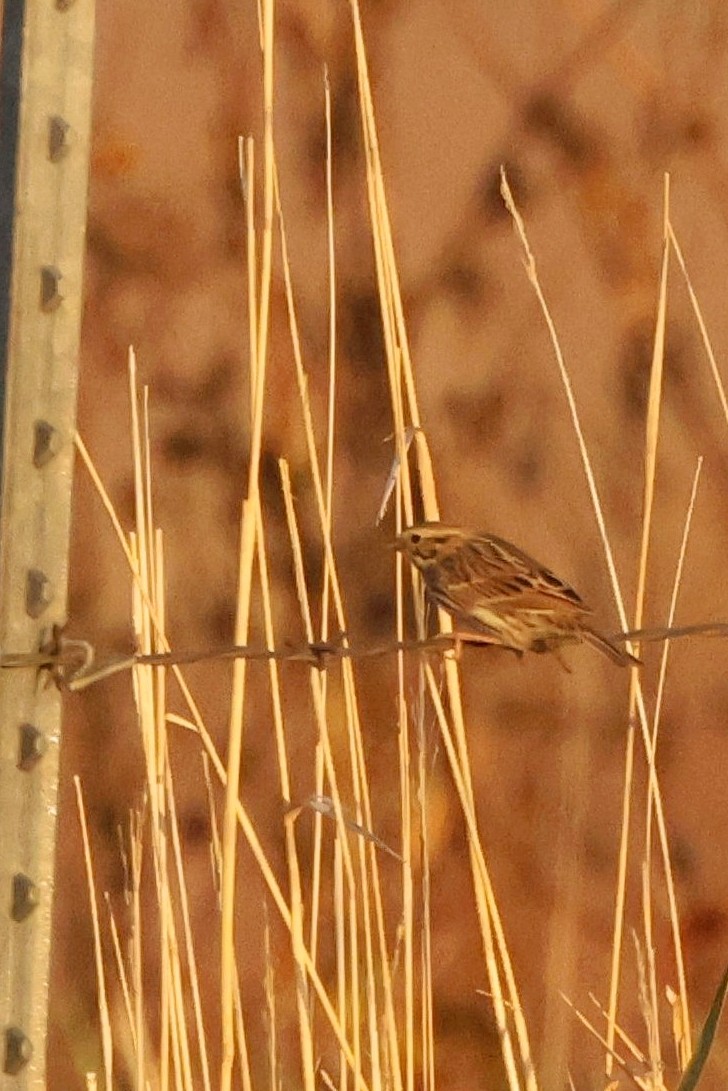 Savannah Sparrow - ML610015634