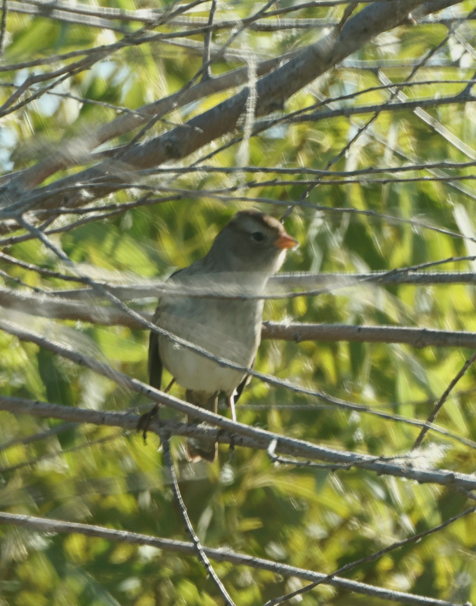 White-crowned Sparrow - ML610015997