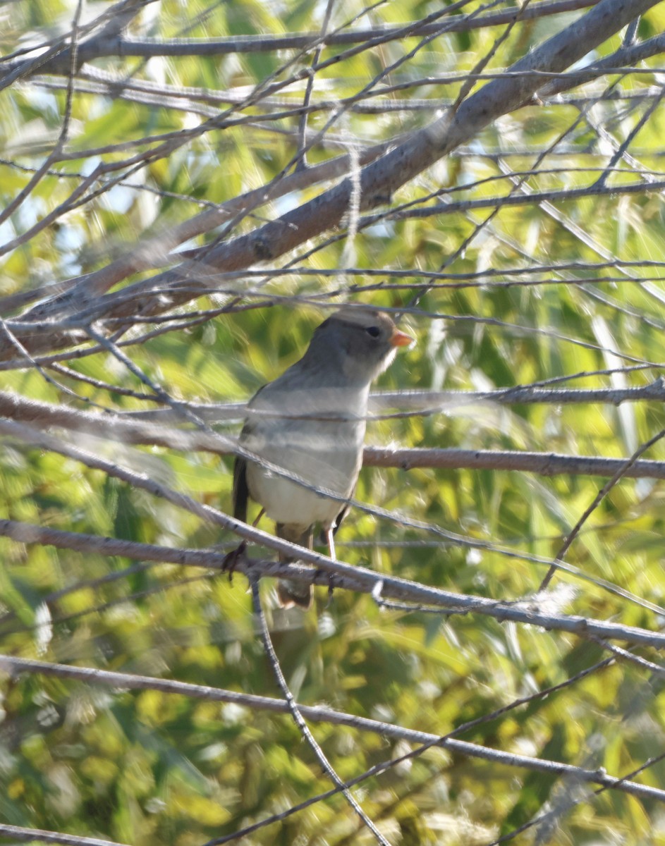 White-crowned Sparrow - ML610015998