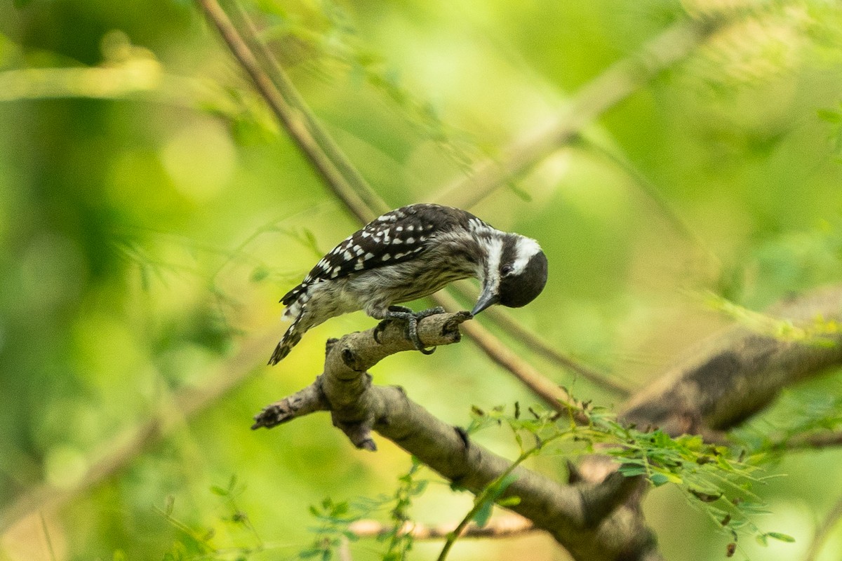 Sunda Pygmy Woodpecker - ML610016242