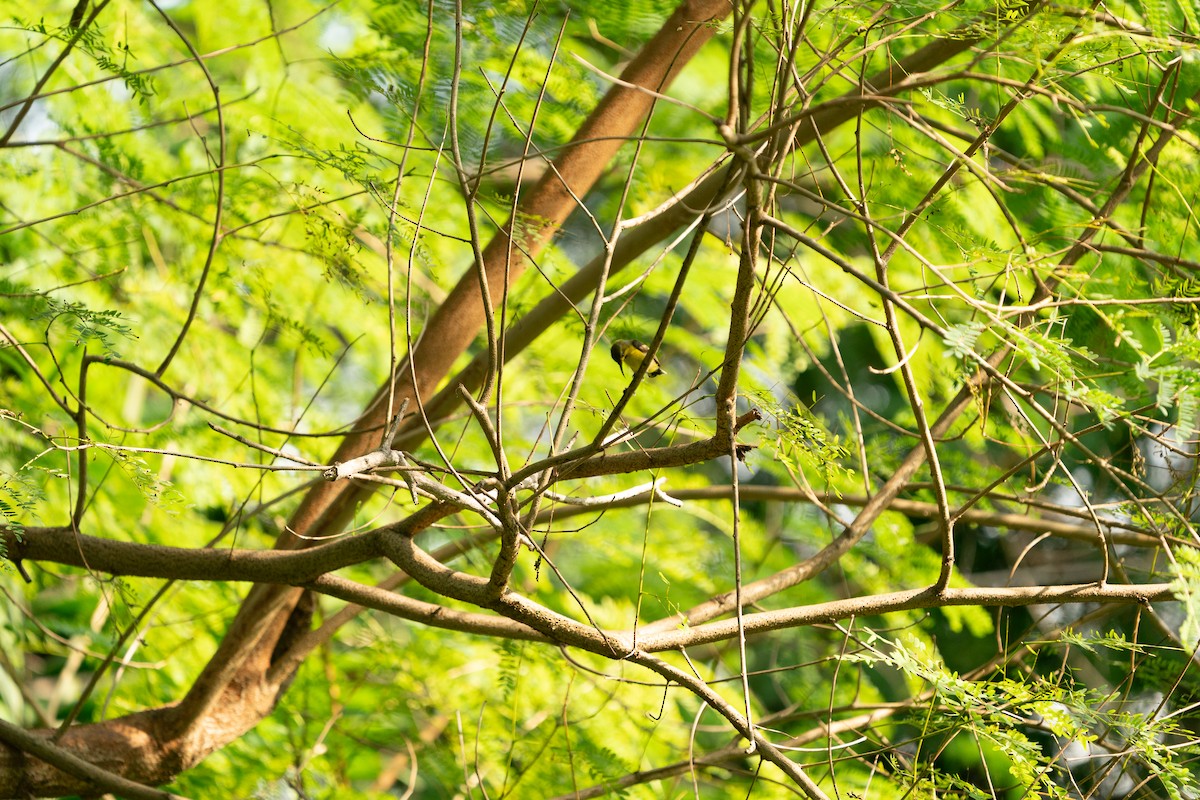 Ornate Sunbird - Prolay Kundu
